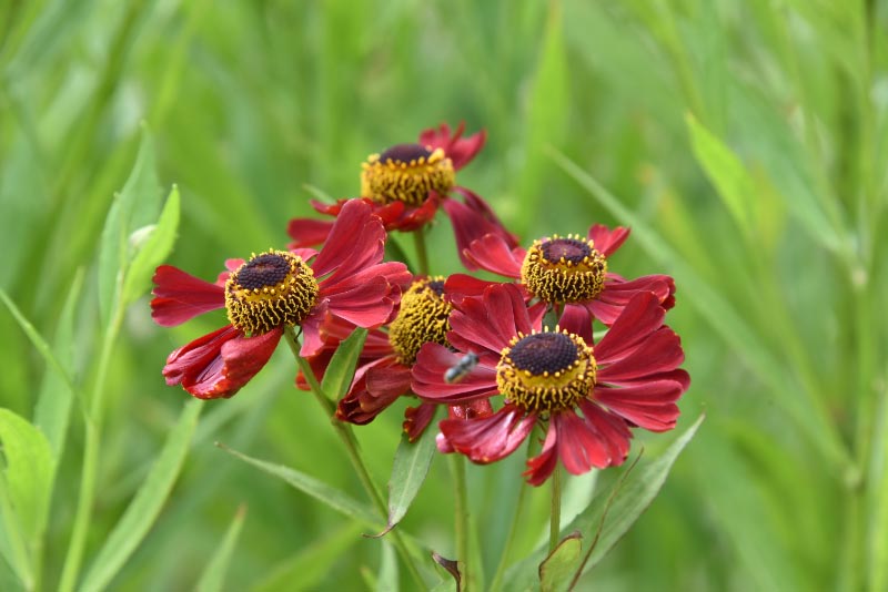 Helenium 'Rubinzwerg'Zonnekruid bestellen